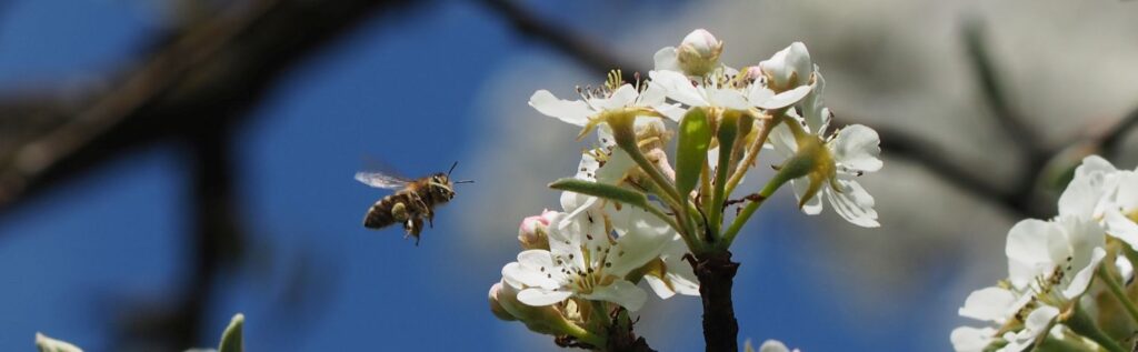 Biene im Anflug auf Birnenbluete